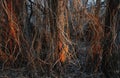 Lianas and branches from dead plants twine around trees spring in Siberia sunlight shines