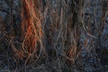 Lianas and branches from dead plants twine around trees spring in Siberia