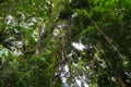 Lianas dangling and sunlight from the rainforest canopy in phuket thailand.