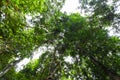Lianas dangling and sunlight from the rainforest canopy in phuket thailand