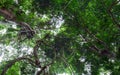 Lianas dangling and sunlight from the rainforest canopy in phuket thailand.