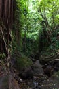 Lianas hanging from the tree in tropical forest