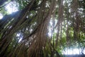 Lianas hanging from the tree in tropical forest