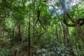 Lianas hanging from trees in rainforest.