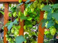 Lianas of Humulus with green leaves and seed cones flowers climb along the wooden fence