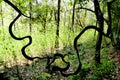 Lianas in jungle,large vine in tropical forest