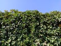 Lianas and thickets as vertical gardening of walls.