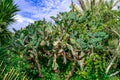 Lianas of wild grapes intertwined with prickly pear cactus trees in Alanya park Turkey. Natural floral background. Thickets of