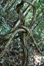 Lianes French lianes of a bizarre curved shape tied in a knot in a subtropical forest against a background of green trees.