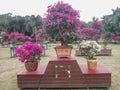 Lianhua mountain park, the azalea flower show.