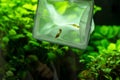 Worker in aquarium shop catching fishes with net for customer.