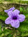 The liar purple golden flower is a wild blue or purple flower that has dry seeds that can pop when exposed to air.Ã¯Â¿Â¼