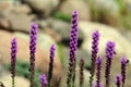 Liatris