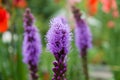 Liatris