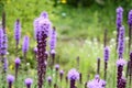 Liatris aspera with purple flowers