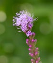 Liatris Bloom Looks Like A Funny Head