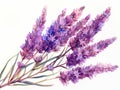 Liatris colorful flower watercolor isolated on white background