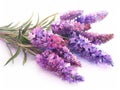 Liatris colorful flower watercolor isolated on white background