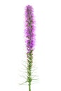 Liatris flower