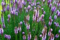 Liatris flower