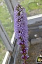 Liatris is a genus of beautiful-flowering perennial herbaceous plants in the Asteraceae family, or Asteraceae Royalty Free Stock Photo