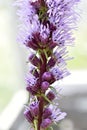 Liatris is a genus of beautiful-flowering perennial herbaceous plants in the Asteraceae family, or Asteraceae