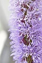 Liatris is a genus of beautiful-flowering perennial herbaceous plants in the Asteraceae family, or Asteraceae