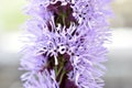 Liatris is a genus of beautiful-flowering perennial herbaceous plants in the Asteraceae family, or Asteraceae Royalty Free Stock Photo