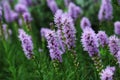 Liatris is a genus of ornamental plants in the Asteraceae family