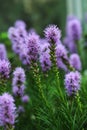 Liatris is a genus of ornamental plants in the Asteraceae family