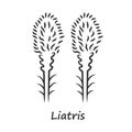 Liatris linear icon. Thin line illustration. Blazing star blooming flower with name inscription. Dwarf gayfeather garden