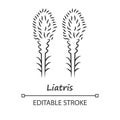 Liatris linear icon. Thin line illustration. Blazing star blooming flower with name inscription. Dwarf gayfeather plant