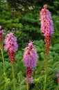 Liatris punctata