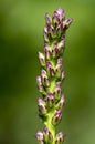 Liatris spicata deep purple flowering plant, group of flowers on tall stem in bloom