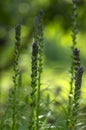 Liatris spicata deep purple flowering plant, group of flowers on tall stem in bloom