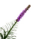 Liatris spicata flower head. Isolated on white background Royalty Free Stock Photo