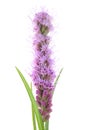 Liatris spicata flower head