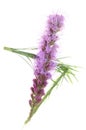 Liatris spicata flower head