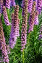 Liatris spicata flowers in the summer garden.