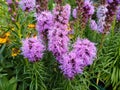 Liatris spicata `Kobold`