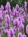 Liatris 'floristan violet' Royalty Free Stock Photo