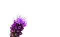Liatris violet bright flower isolated on white background Royalty Free Stock Photo