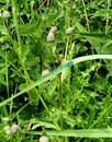 Libelle in Nature sitting on Leave with Flowers and Green Royalty Free Stock Photo