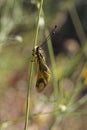 Libelloides longicornis, Owlfly in Southern France Royalty Free Stock Photo