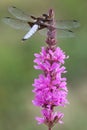 Libellula depressa dragonfly aka Broad-bodied Chaser is sitting on blooming pink water flower.