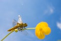 Libellula depressa (female) - dragonfly (Broad-bodied chaser)