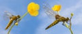 Libellula depressa (female) - dragonfly (Broad-bodied chaser)