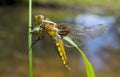 Libellula depressa (female) - dragonfly (Broad-bodied chaser)