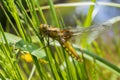 Libellula depressa (female) - dragonfly (Broad-bodied chaser)