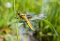 Libellula depressa (female) - dragonfly (Broad-bodied chaser)